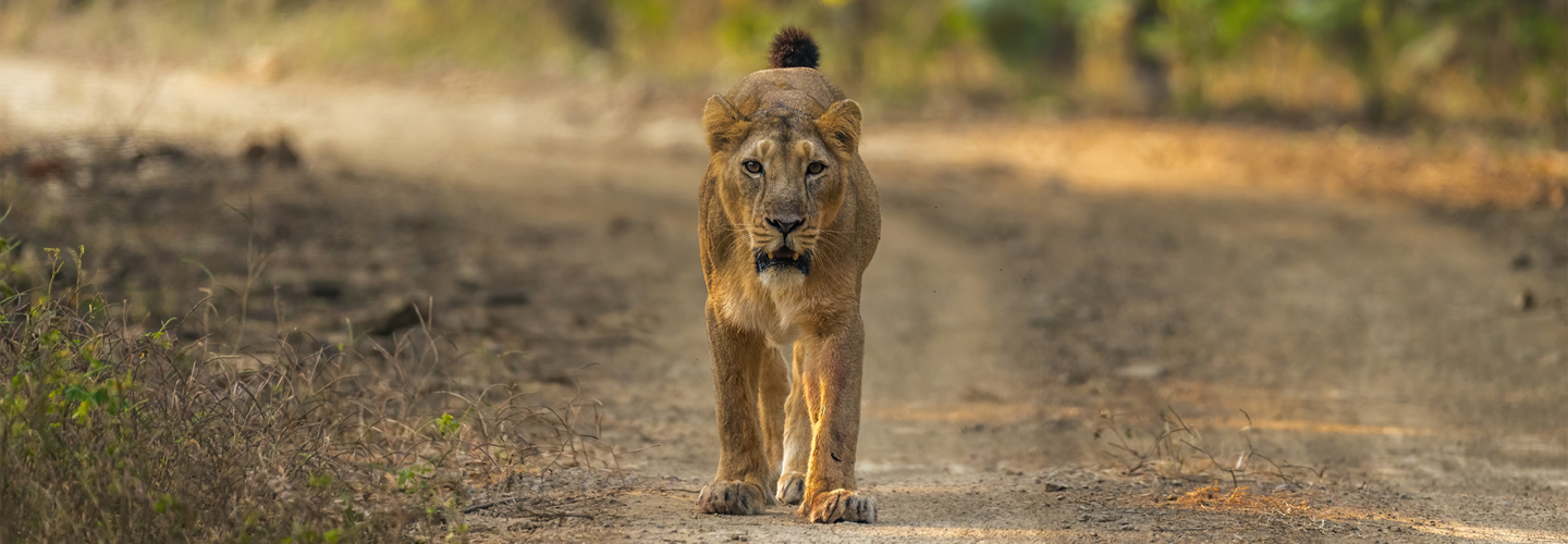 Gir National Park - Asiatic Lions