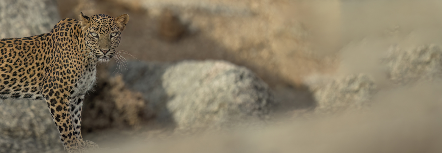 Jawai - Land of Leopards - Human-Wildlife Coexistence