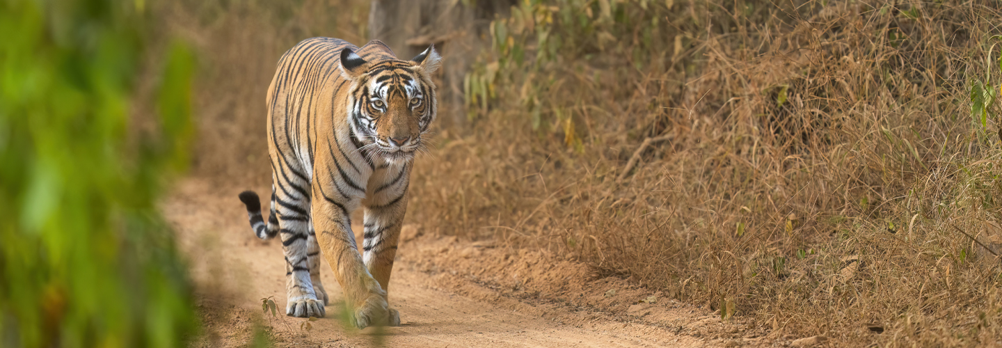 Ranthambhore National Park - Royal Bengal Tigers